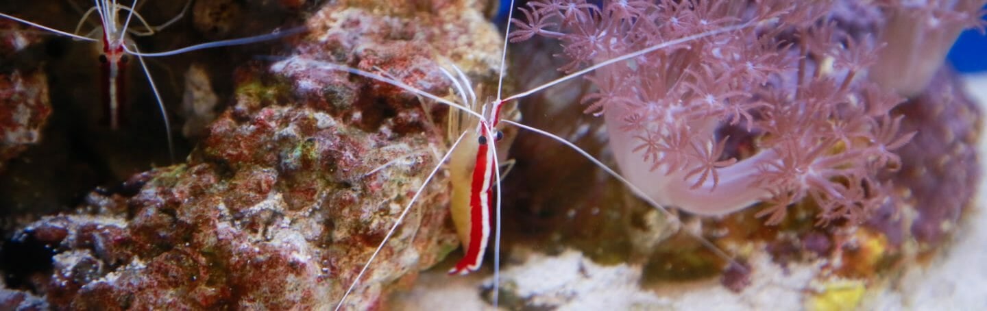 Hawaiian Cleaner Shrimp