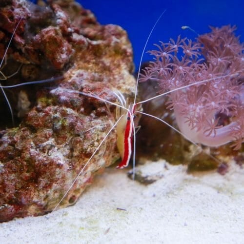 Hawaiian Cleaner Shrimp 1
