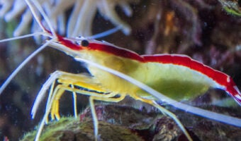 Hawaiian Cleaner Shrimp 2