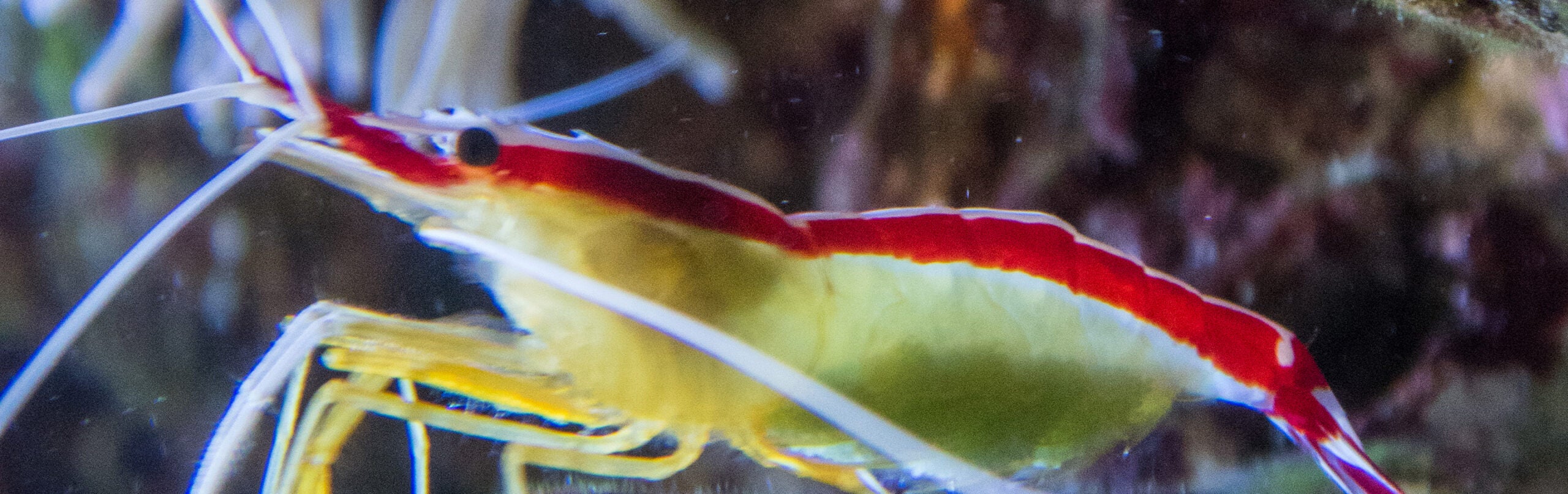 Hawaiian Cleaner Shrimp 3