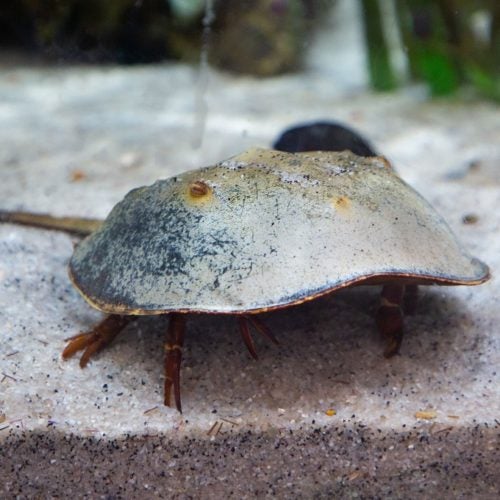 Horseshoe Crab 1