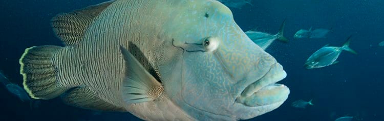 humphead-wrasse