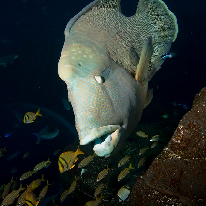 humphead-wrasse