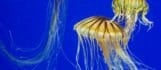 Jellyfish Webcam