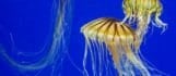 Jellyfish Webcam