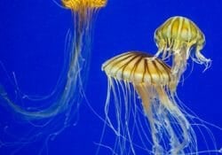 Jellyfish Webcam