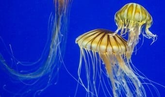 Jellyfish Webcam