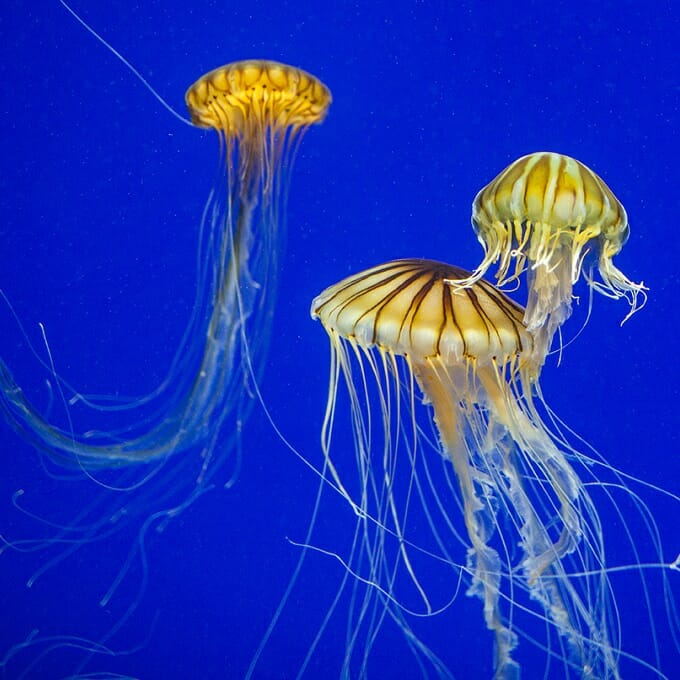 Jelly Webcam | Live from Georgia Aquarium | Visit Today