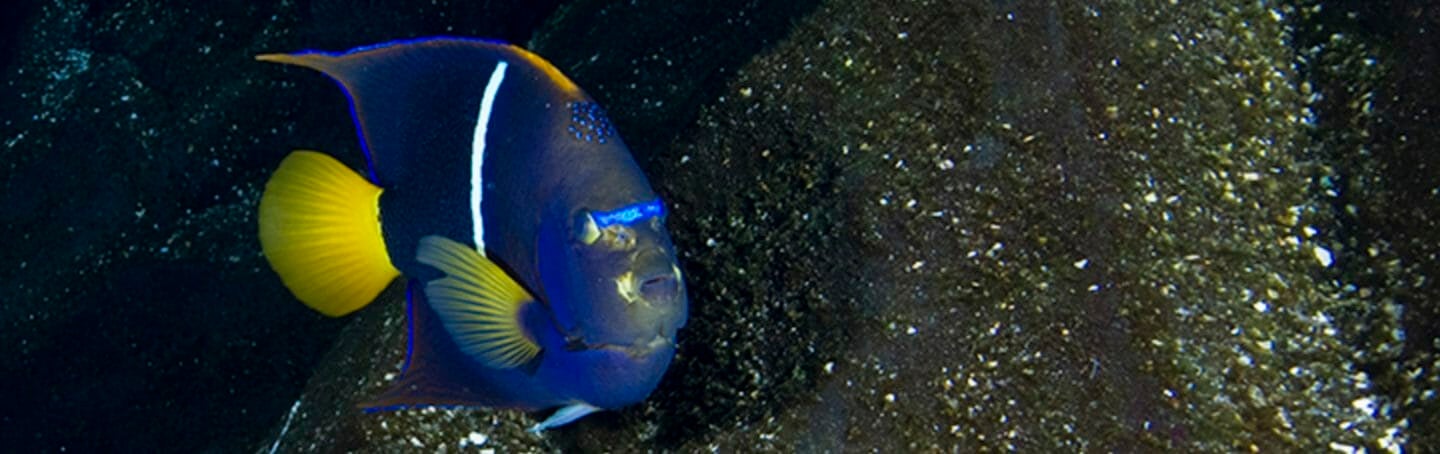king-angelfish