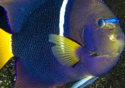 king-angelfish