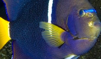 king-angelfish