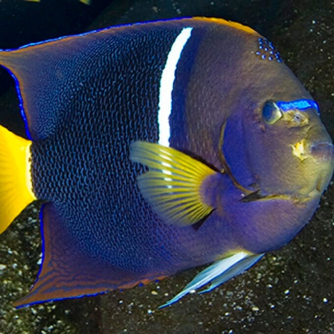 king-angelfish