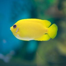 Lemonpeel Angelfish 1