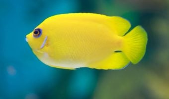 Lemonpeel Angelfish 1