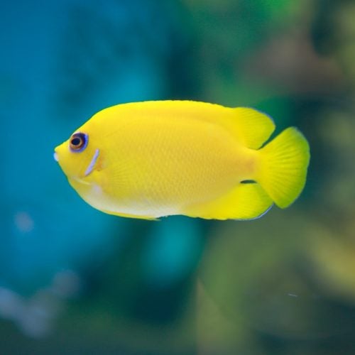 Lemonpeel Angelfish 1