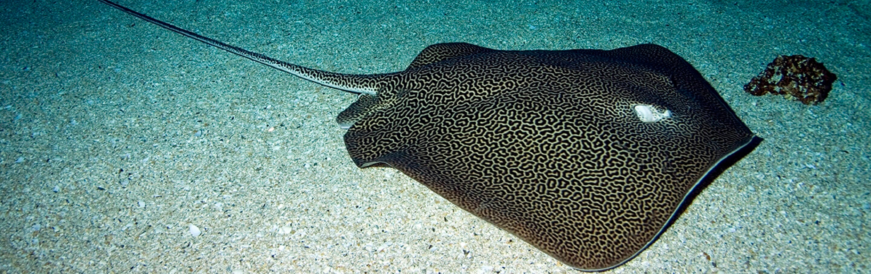 leopard-whipray