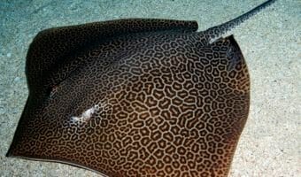 leopard-whipray