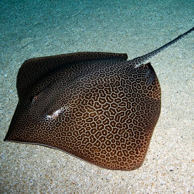 leopard-whipray