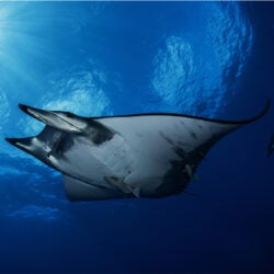 Lesser Devil Ray 1