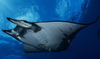 Lesser Devil Ray 1