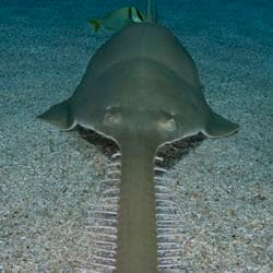 longcomb-sawfish