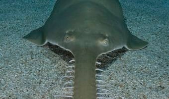 longcomb-sawfish