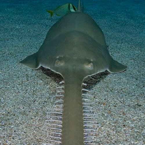 longcomb-sawfish