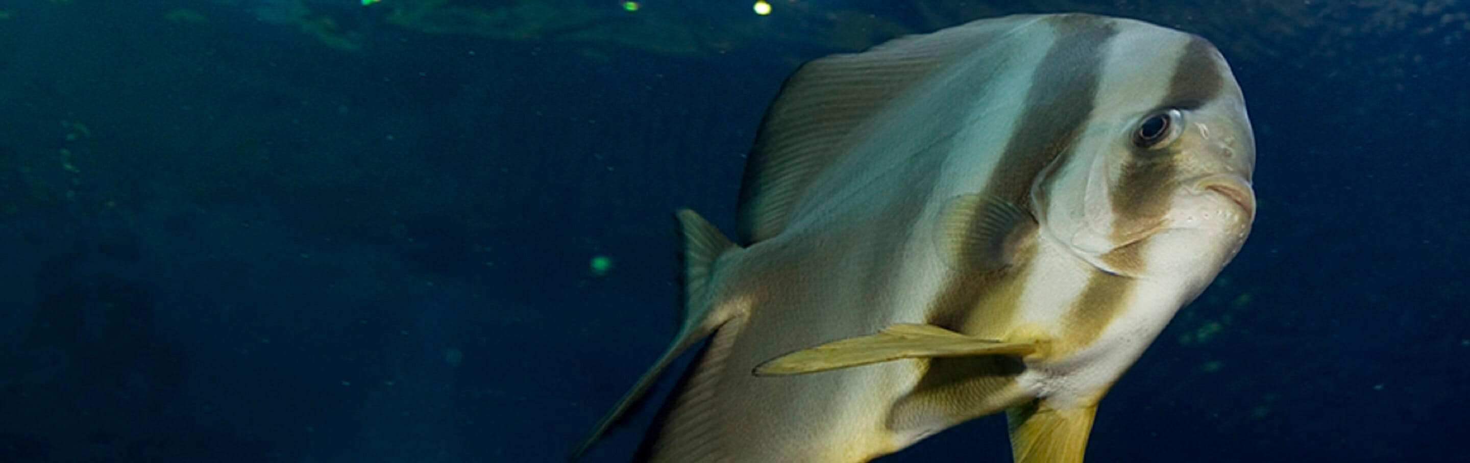 longfin-batfish