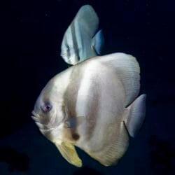 Longfin Batfish