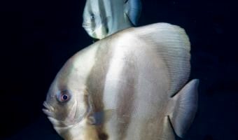 Longfin Batfish