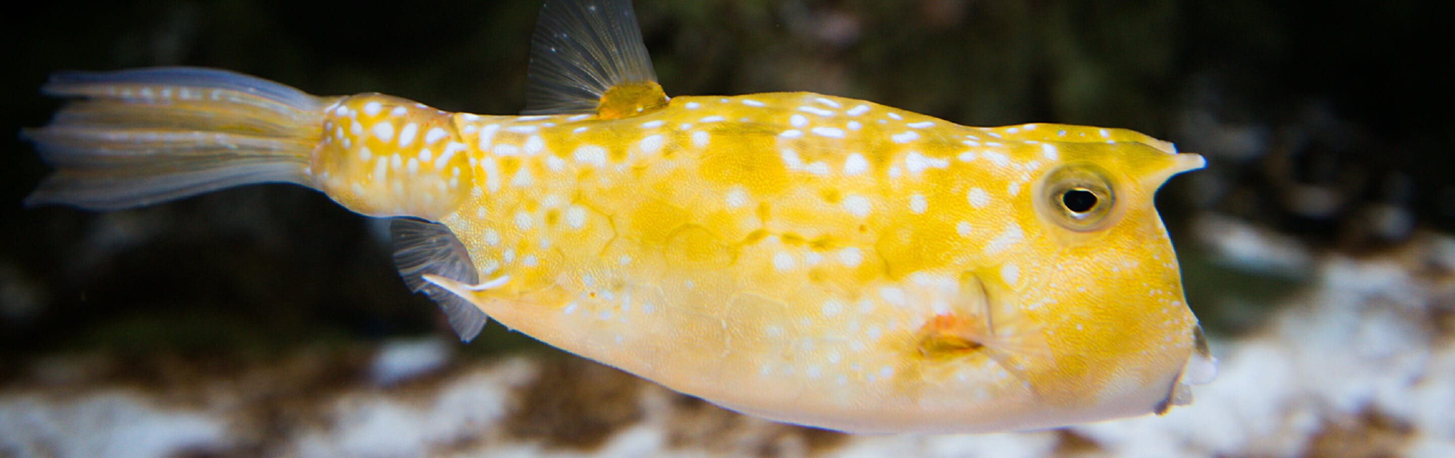 longhorn-cowfish