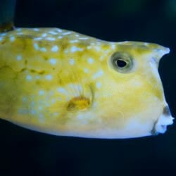 longhorn-cowfish