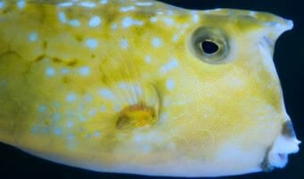 longhorn-cowfish