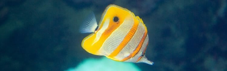 longnose-butterfly-fish