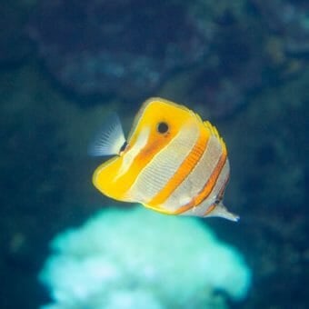 longnose-butterfly-fish