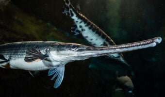 Longnose Gar 2