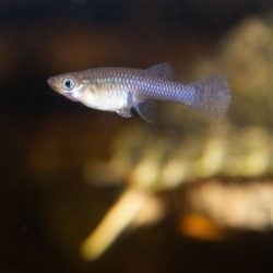 Mosquitofish 1