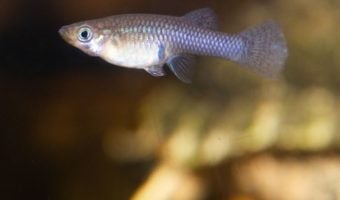 Mosquitofish 1