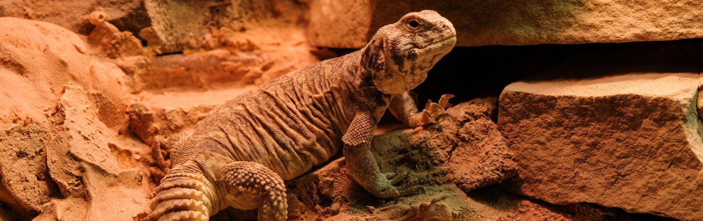 Ornate Uromastyx