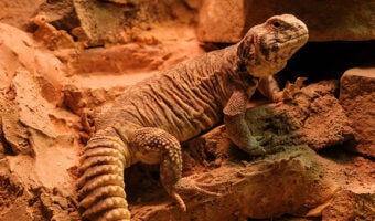 Ornate Uromastyx 1