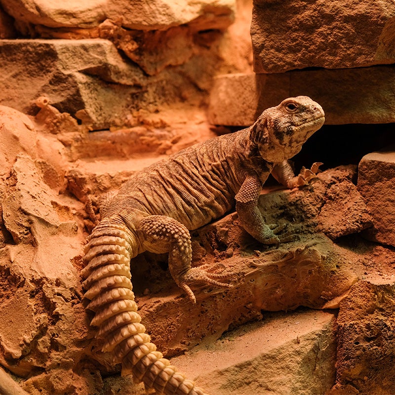 Ornate Uromastyx - Georgia Aquarium