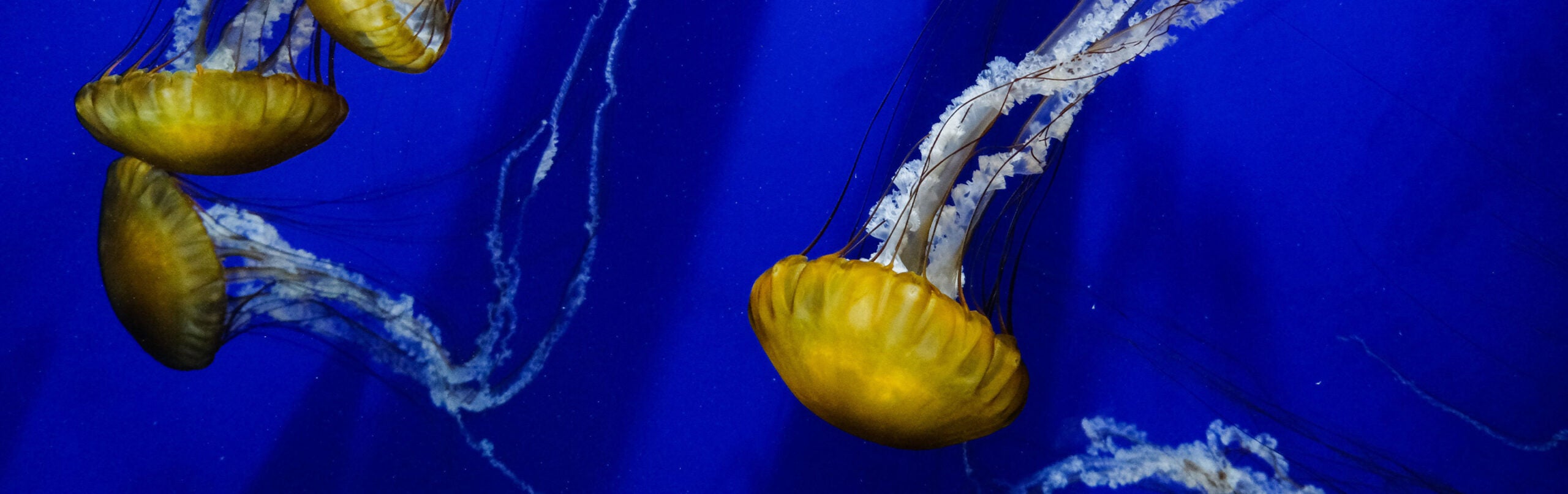 Pacific Sea Nettle 1