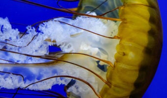 Pacific Sea Nettle 2