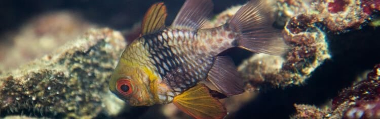 pajama cardinalfish care