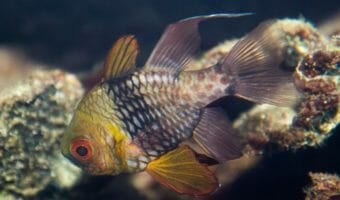 Pajama Cardinalfish 1