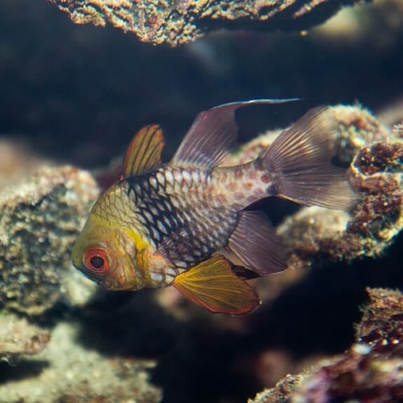 Pajama Cardinalfish Aquarium