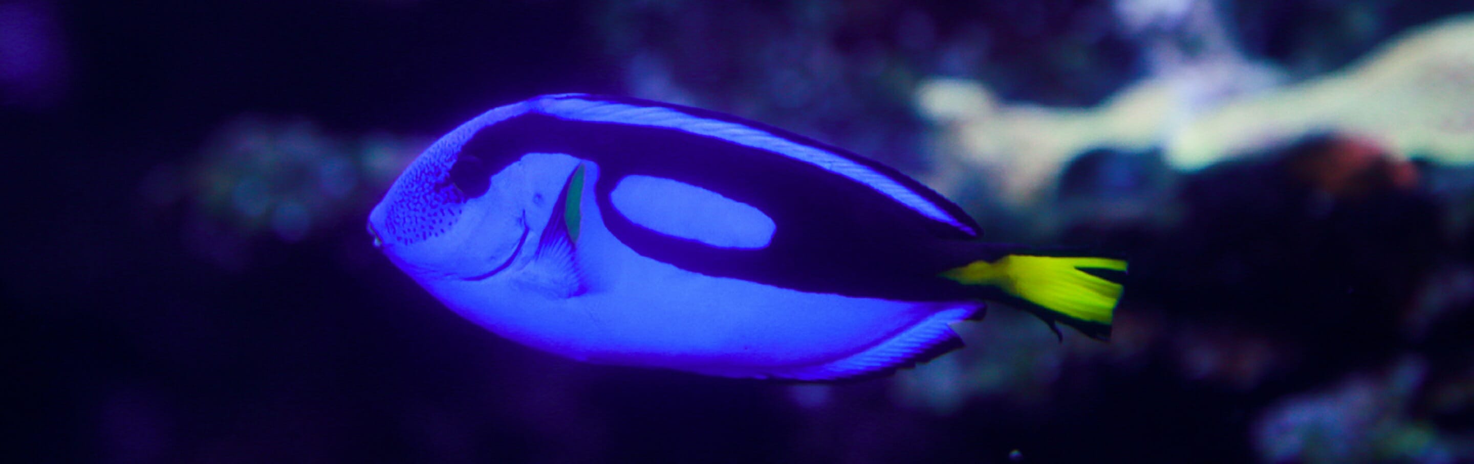 palette-surgeonfish