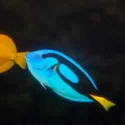 palette-surgeonfish