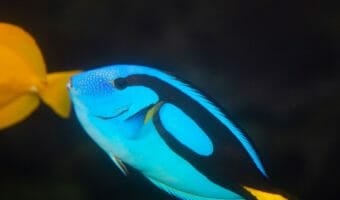 palette-surgeonfish