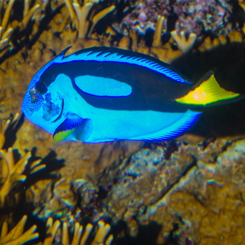 Palette Surgeonfish
